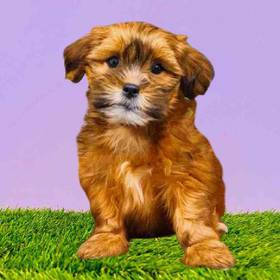 Lhasa Apso