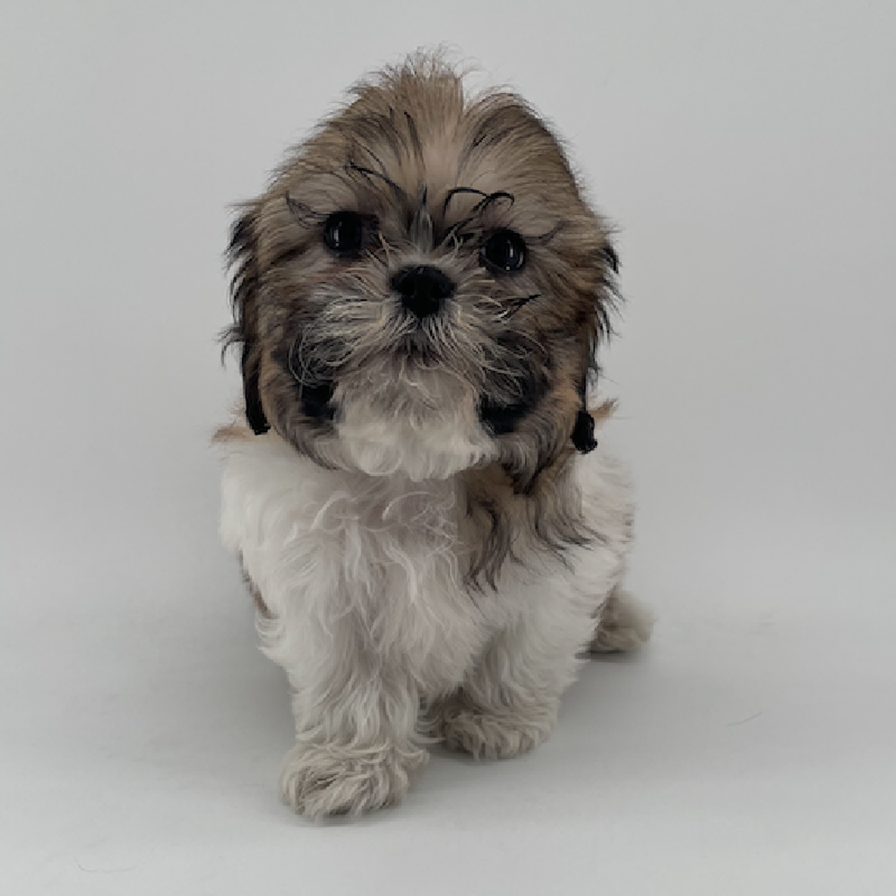 Image of a pet breed in the gallery