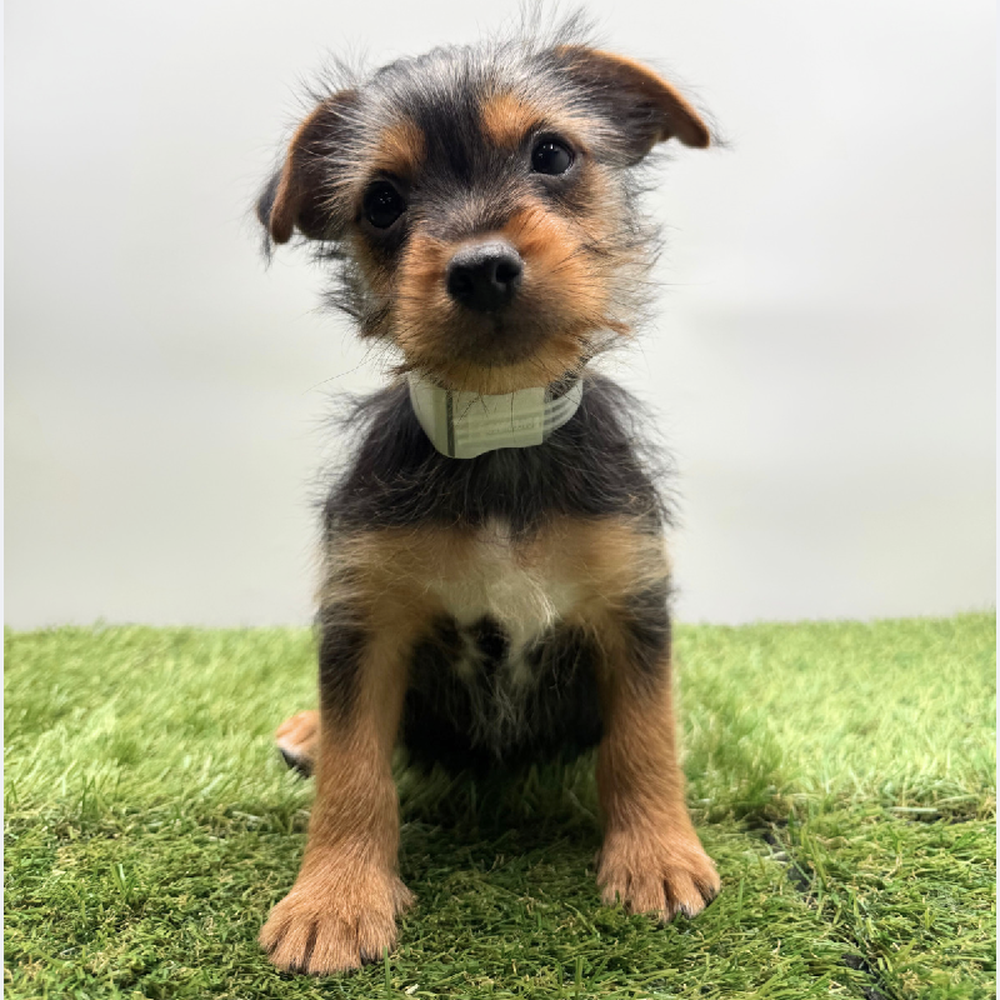 Image of a pet breed in the gallery