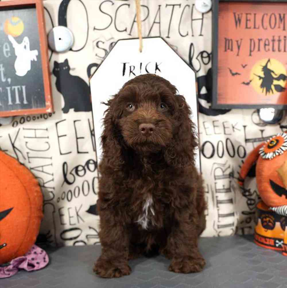 carousel pet images