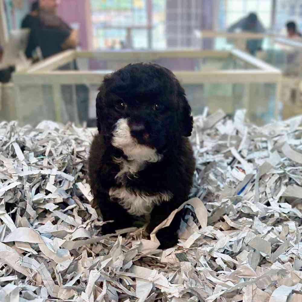 pet breed image