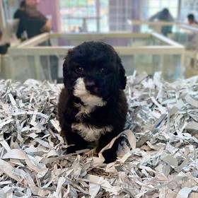 Poodle