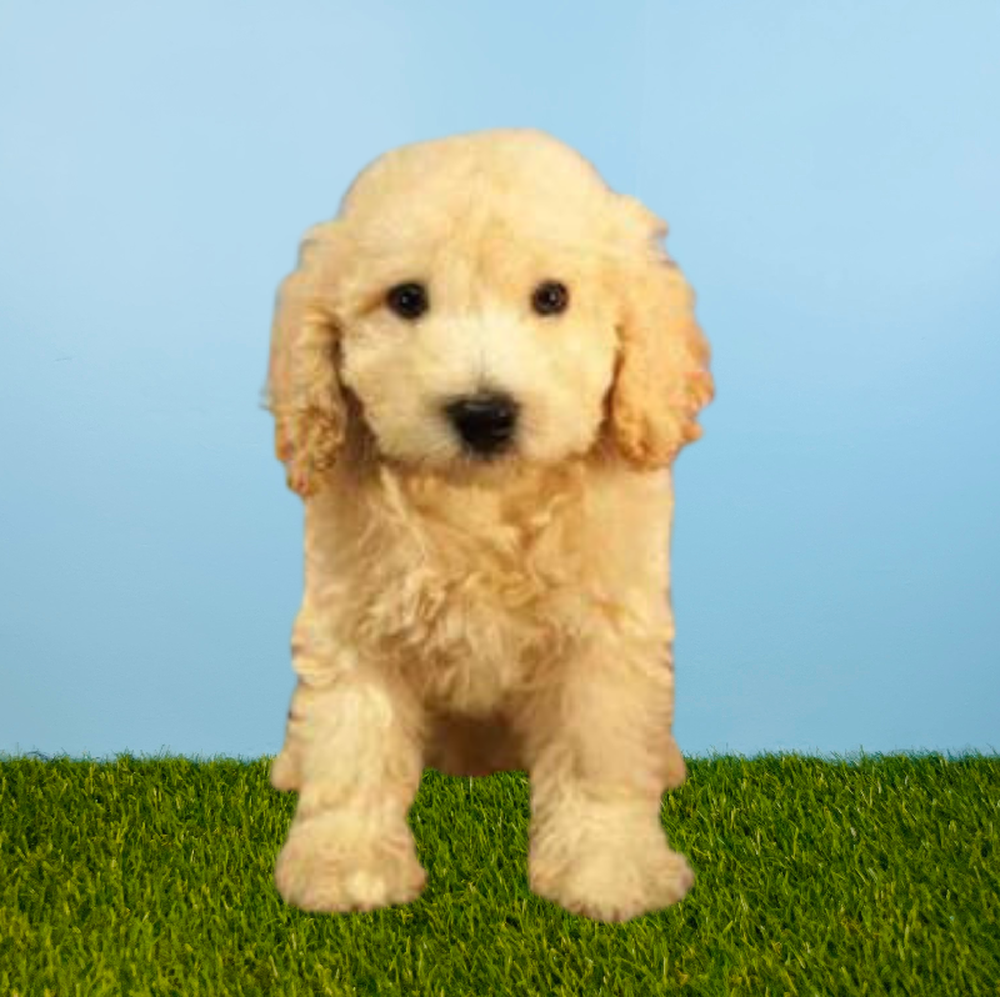 carousel pet images
