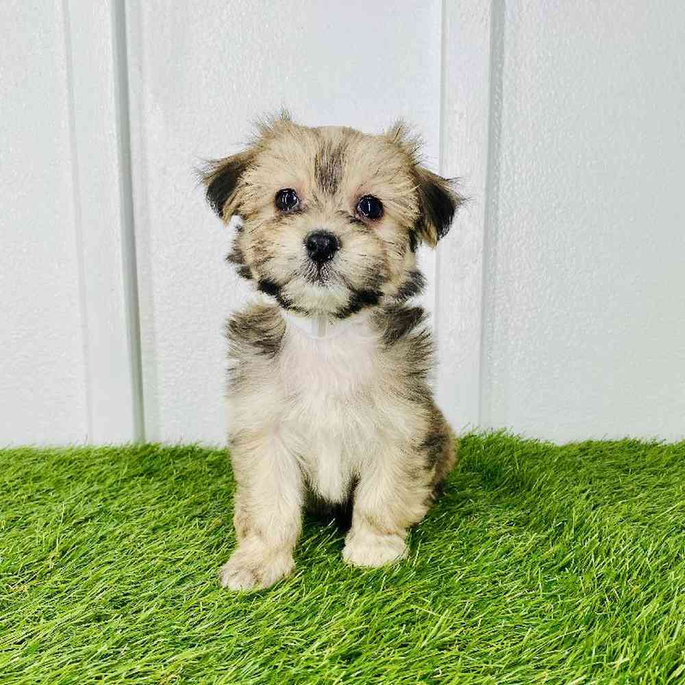 Image of a pet breed in the gallery