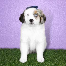Mini Australian Shepherd