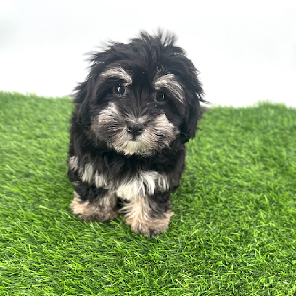 Image of a pet breed in the gallery
