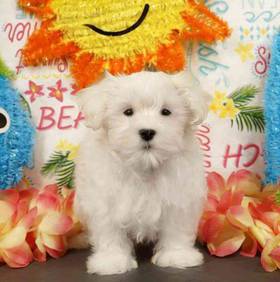 Maltese