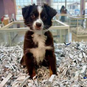 Mini Australian Shepherd