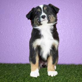 Mini Australian Shepherd