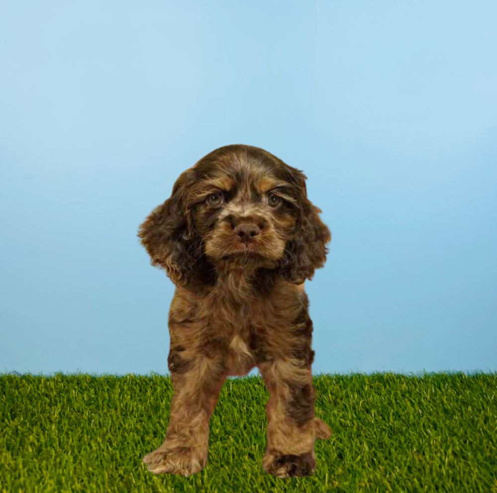 Male Cocker Spaniel Puppy for Sale in Pasadena, TX