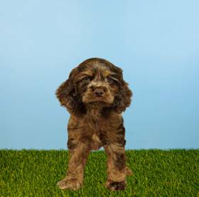 Cocker Spaniel