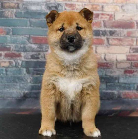 Male Shiba Inu Puppies for Sale - Chandler