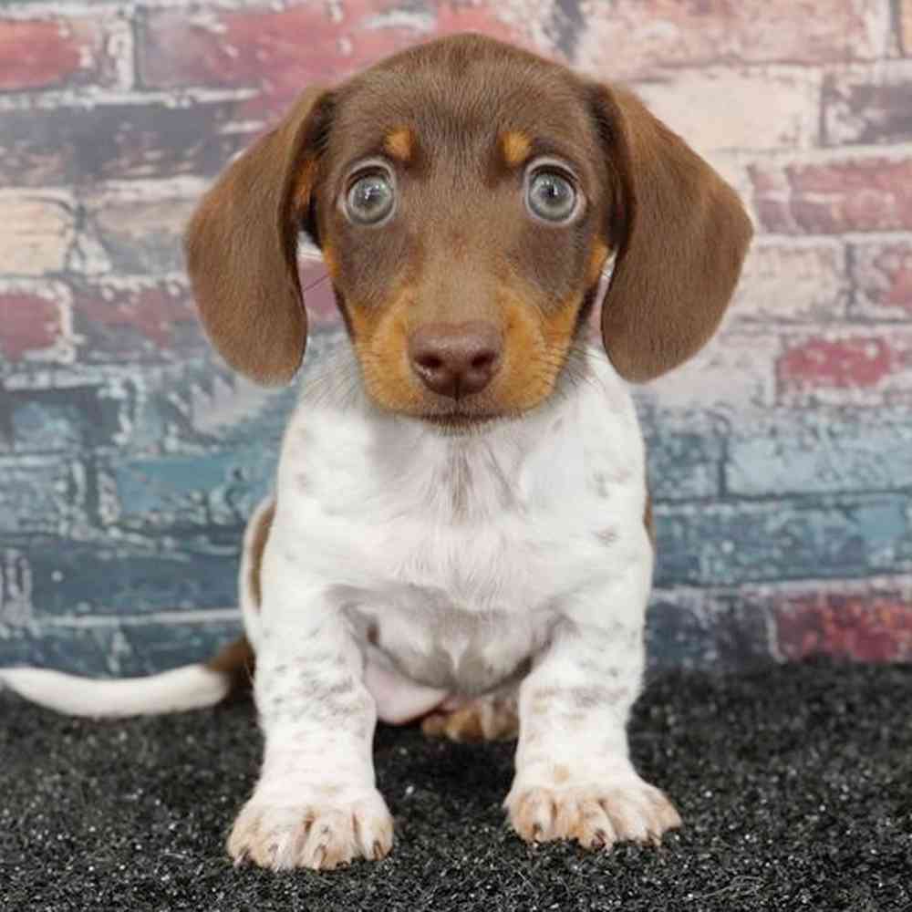 Image of a pet breed in the gallery