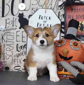 Pembroke Welsh Corgi