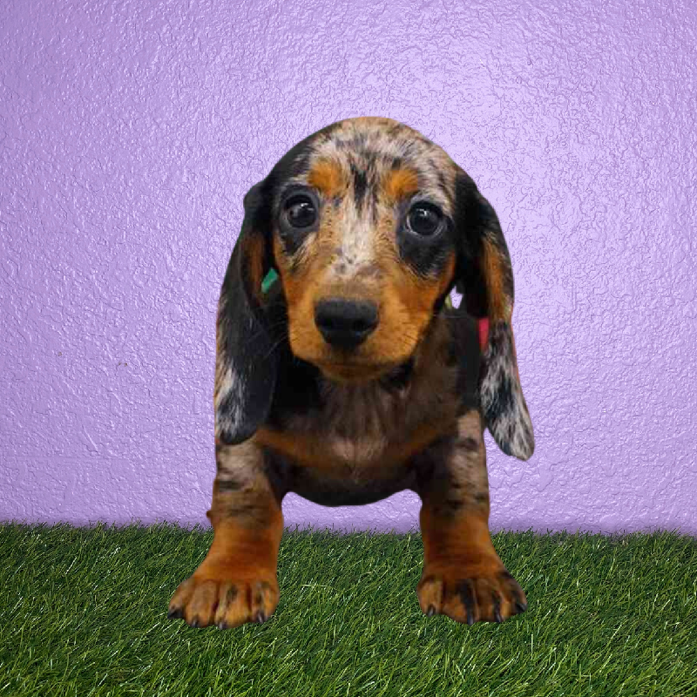 carousel pet images
