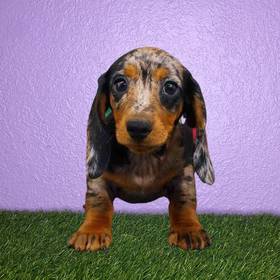 Dachshund