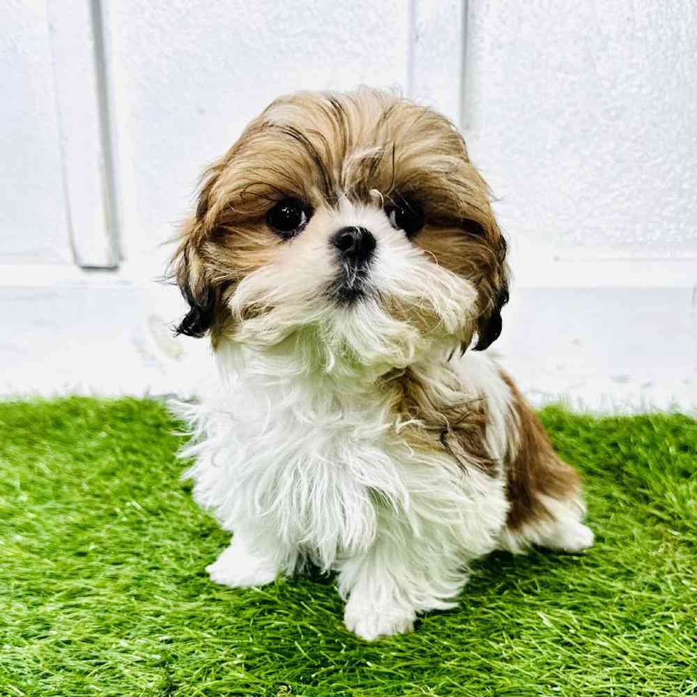 Image of a pet breed in the gallery