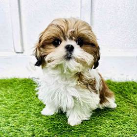 Shih Tzu
