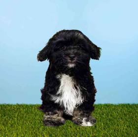 Havanese