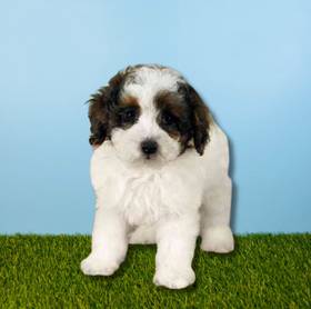 Poodle