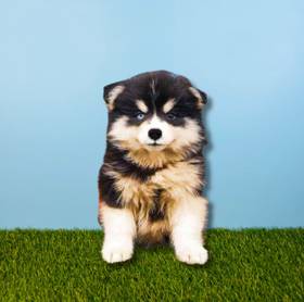 Pomsky