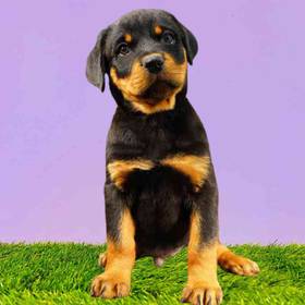 Rottweiler