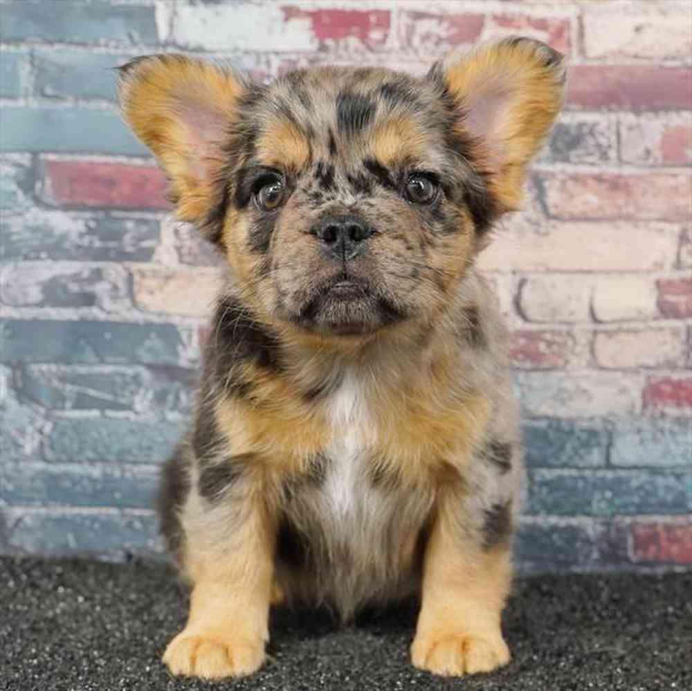 Image of a pet breed in the gallery