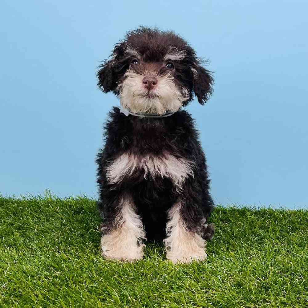 carousel pet images