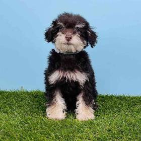 Schnoodle