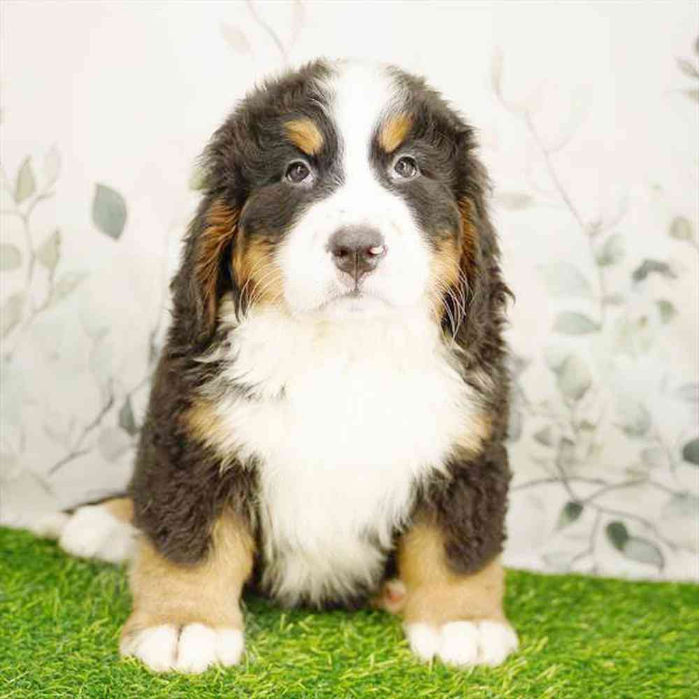 Image of a pet breed in the gallery