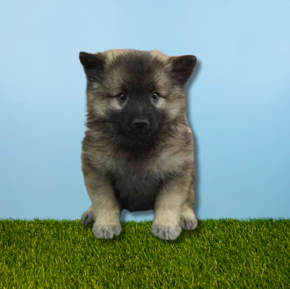 carousel pet images