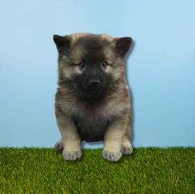Keeshond