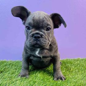 French Bulldog