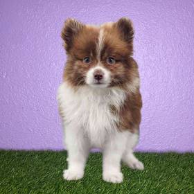 Pomeranian