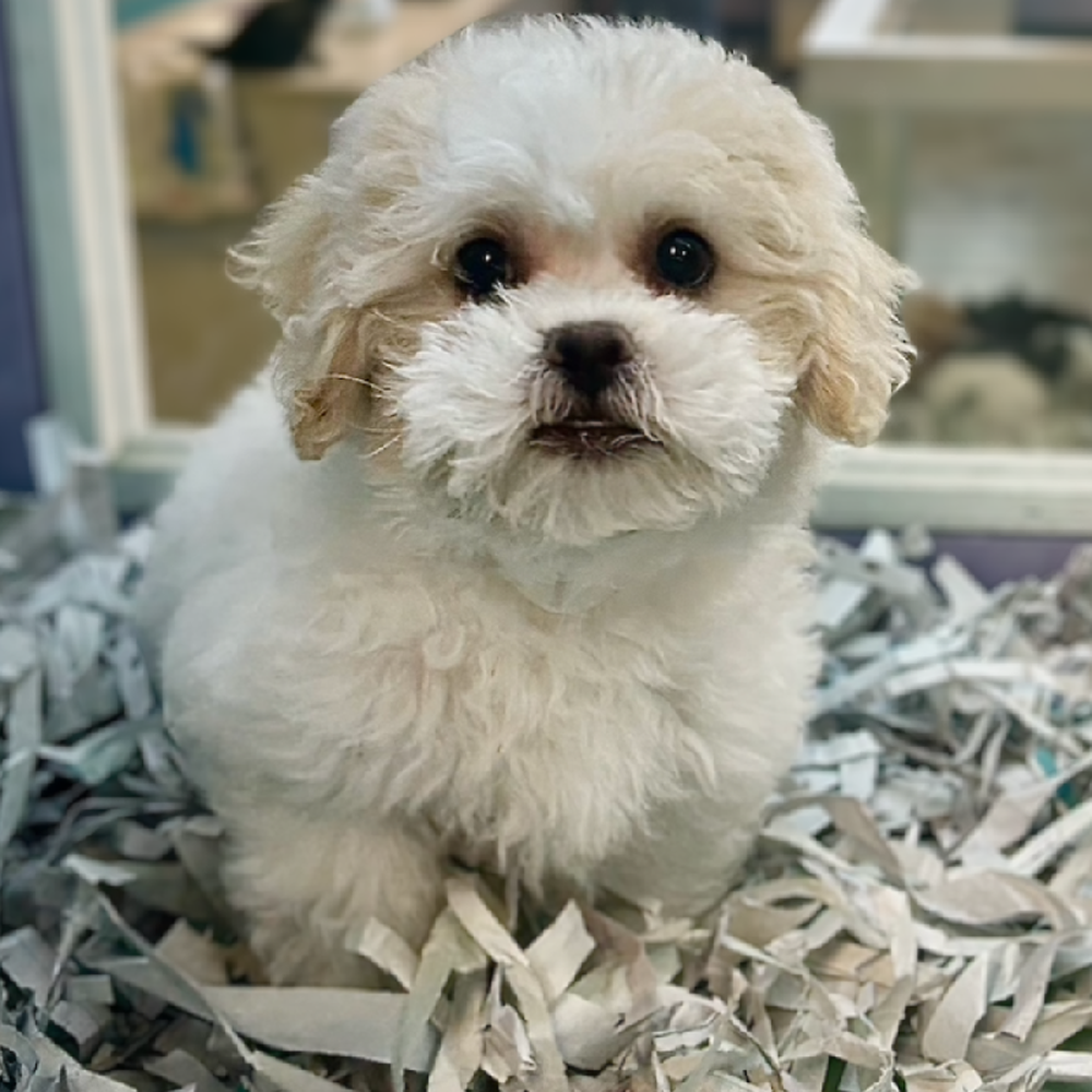 carousel pet images