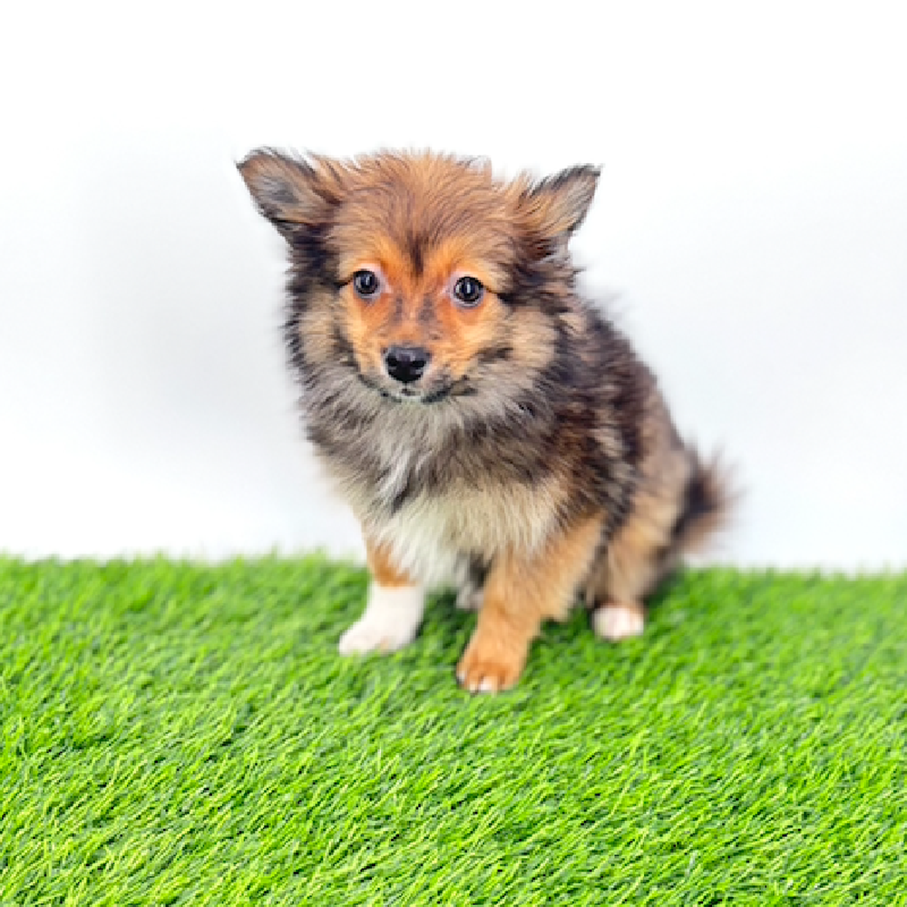 carousel pet images