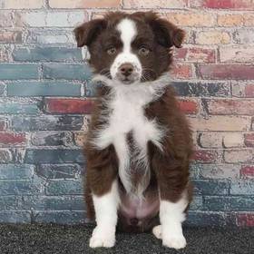 Mini Australian Shepherd