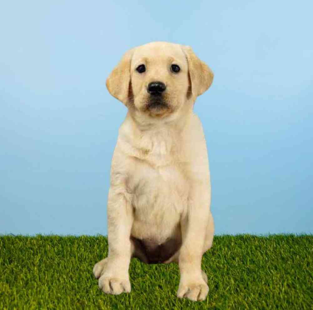 Female Labrador Retriever Puppy for Sale in Meridian, ID