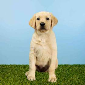 Labrador Retriever