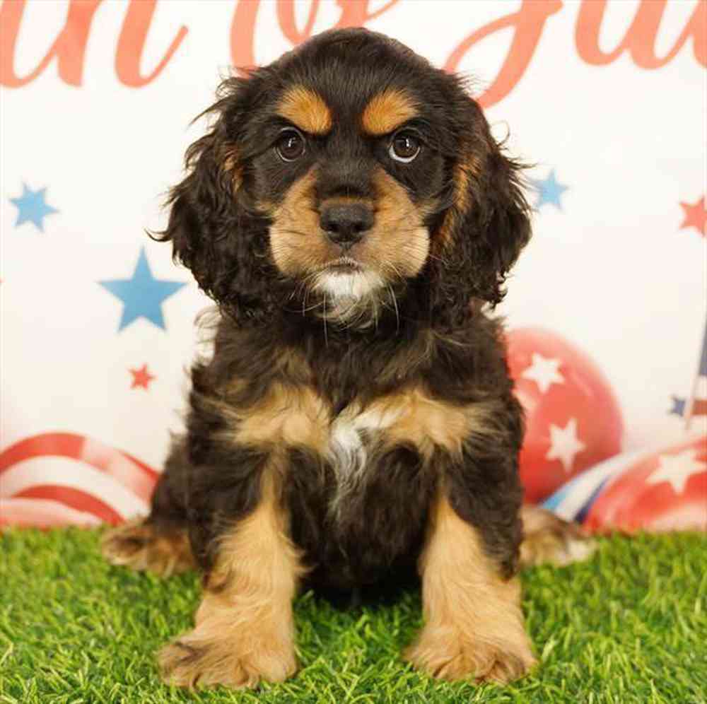 pet breed image