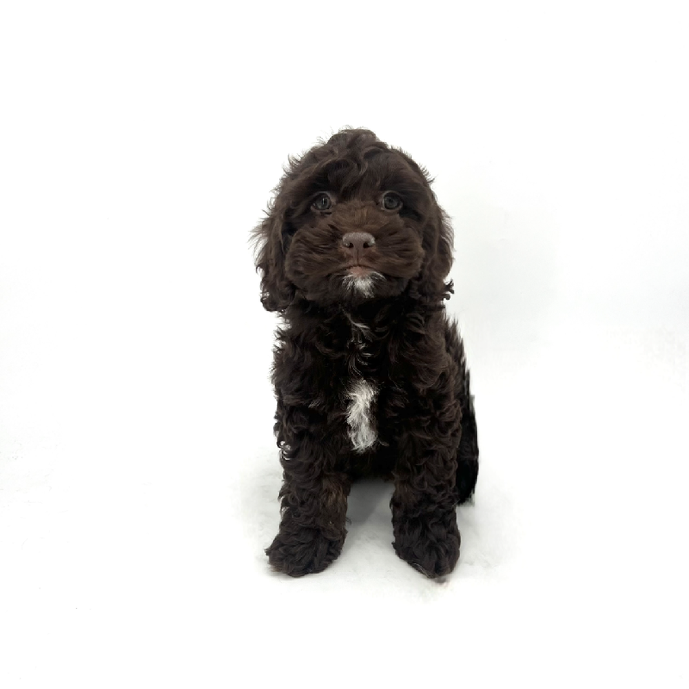 Image of a pet breed in the gallery
