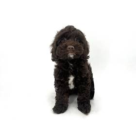 Cockapoo