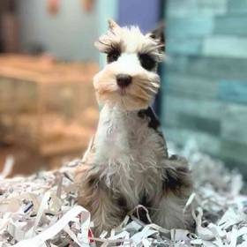 Mini Schnauzer