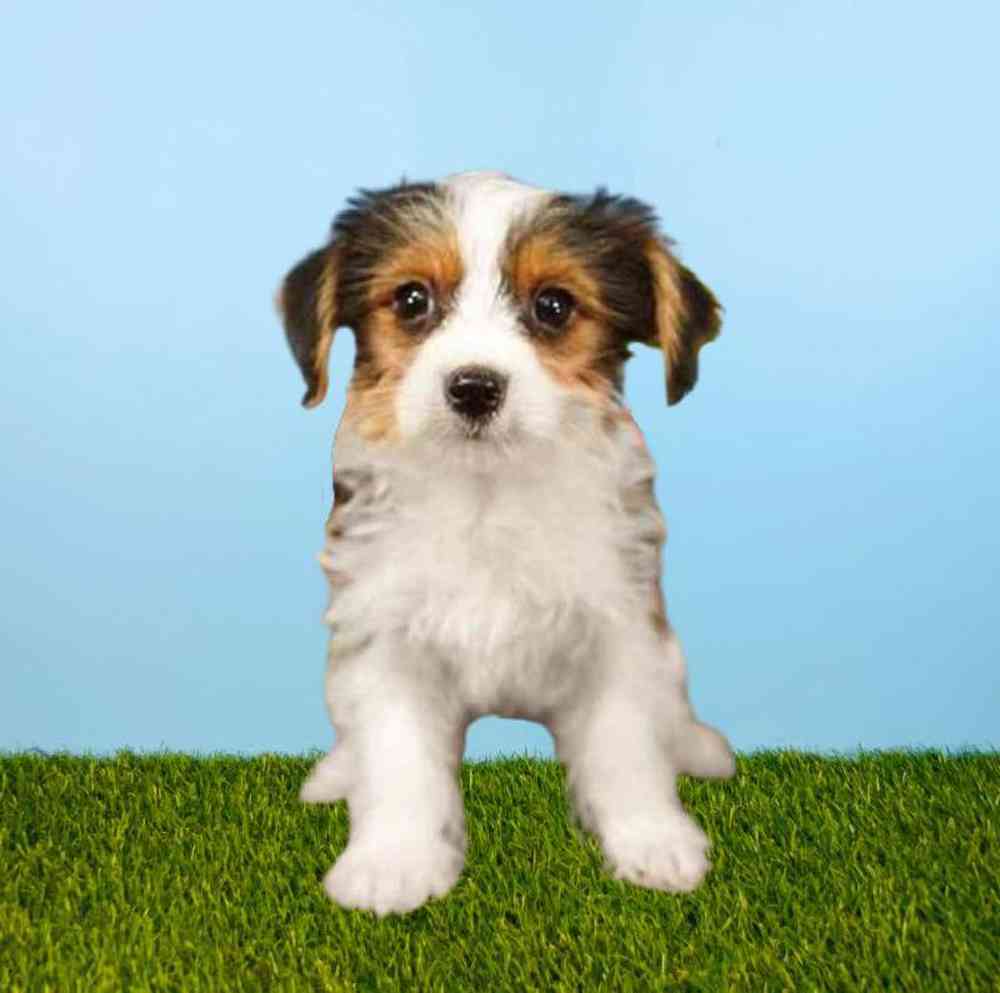 carousel pet images