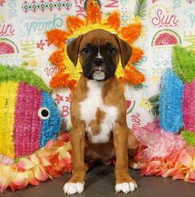 Boxer