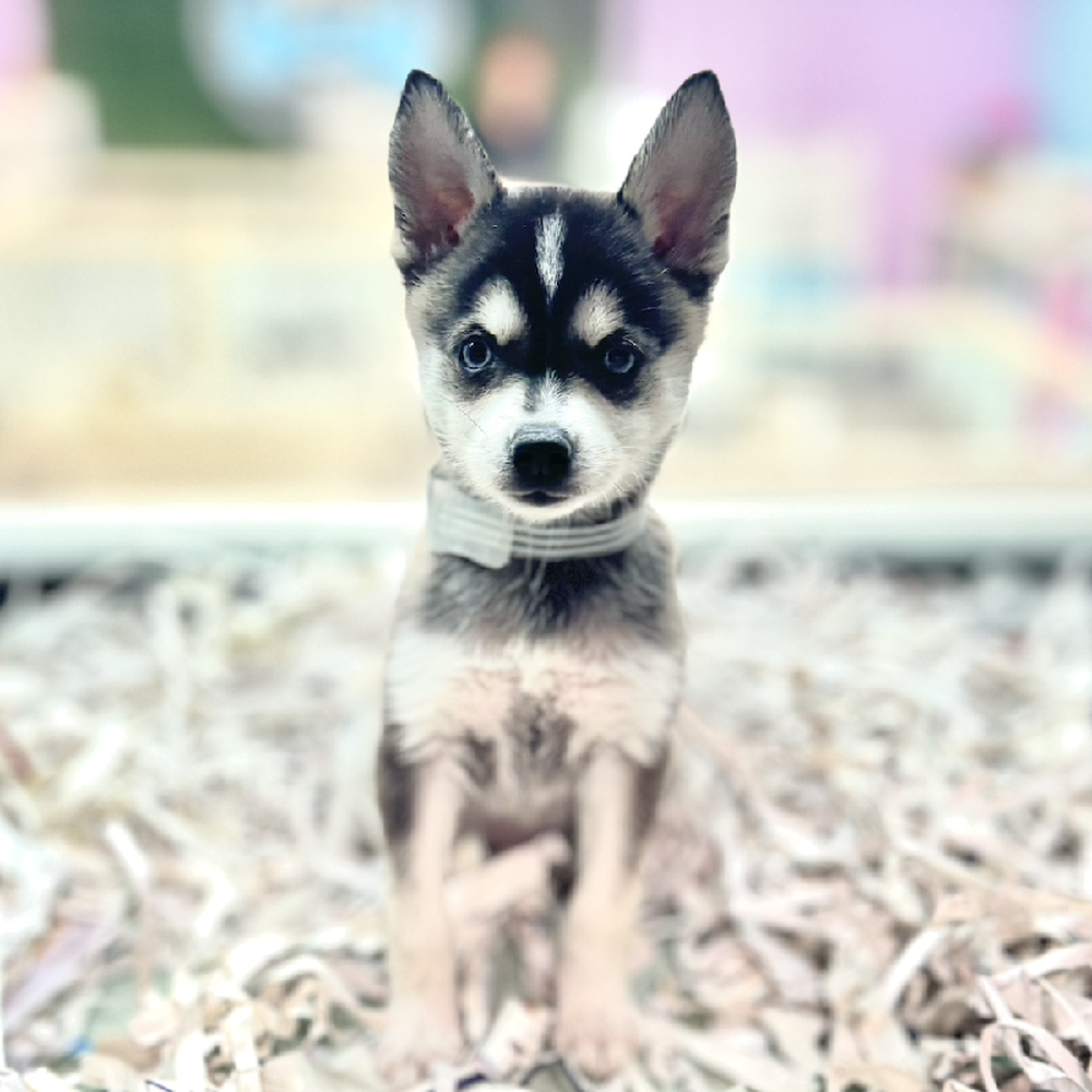 carousel pet images