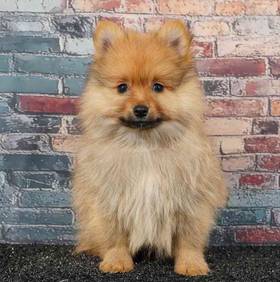 Pomeranian