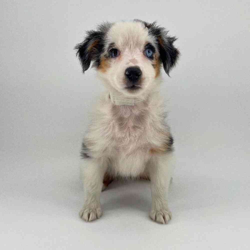 Image of a pet breed in the gallery