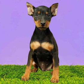 Min Pin