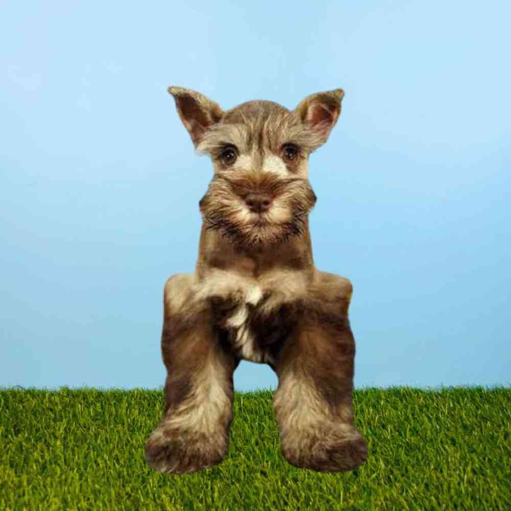 Female Mini Schnauzer Puppy for Sale in Meridian, ID